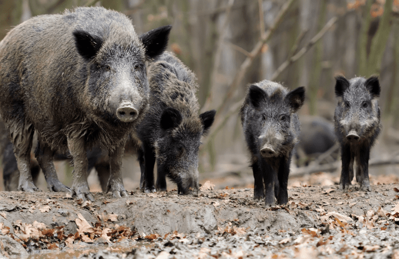 Ga mee met de boswachter op Camping Beek en Hei